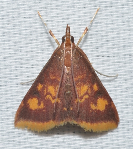 Mint-loving Pyrausta Moth photo 4