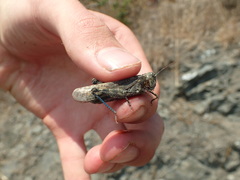 Circotettix shastanus