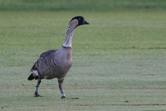 Branta sandvicensis