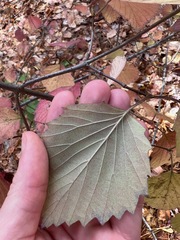 Viburnum rafinesqueanum