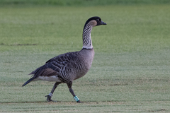 Branta sandvicensis