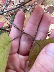 Viburnum rafinesqueanum