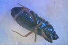 Capsus ater