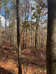 Viburnum rafinesqueanum