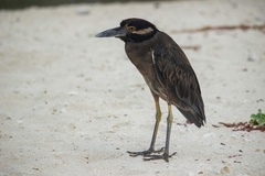 Nyctanassa violacea pauper