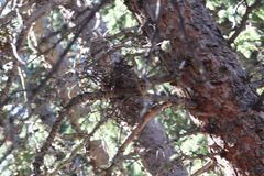 Arceuthobium vaginatum cryptopodum