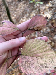 Viburnum rafinesqueanum