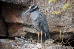 Nyctanassa violacea pauper