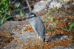 Nyctanassa violacea pauper
