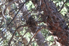 Arceuthobium vaginatum cryptopodum