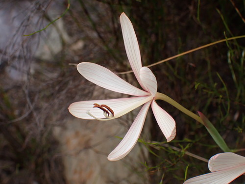 Image of Geissorhiza confusa by (c) Ren Hoekstra, some rights reserved (CC BY)