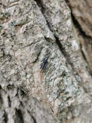 Phosphaenus hemipterus