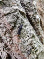 Phosphaenus hemipterus