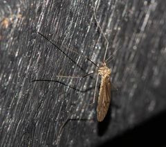 Trichocera