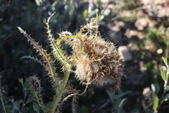 Cirsium scopulorum