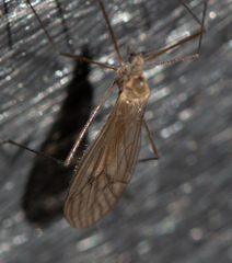 Trichocera