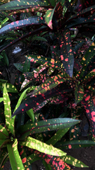 Codiaeum variegatum
