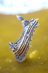 Polycera atra
