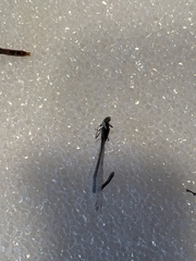 Argia immunda