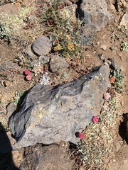 Eriogonum ovalifolium rubidum