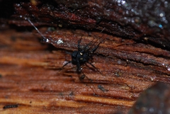 Nemastoma bimaculatum
