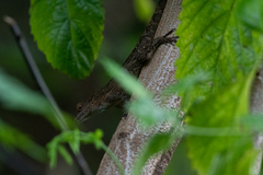 Anolis cristatellus