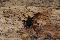 Nemastoma bimaculatum