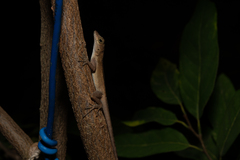 Anolis cristatellus