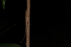 Anolis oculatus