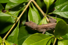 Anolis oculatus