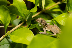 Anolis cristatellus