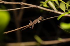 Anolis cristatellus