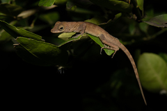 Anolis cristatellus