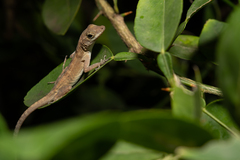 Anolis cristatellus