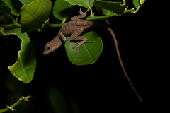 Anolis cristatellus