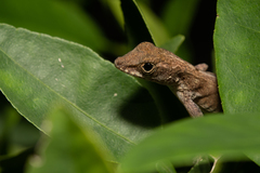 Anolis cristatellus