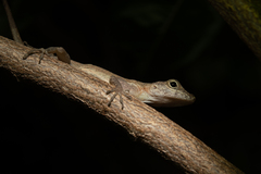 Anolis oculatus