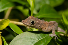 Anolis oculatus