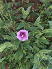 Ipomoea crassipes