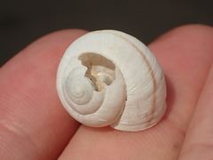 Helminthoglypta mailliardi