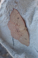 Cyclophora puppillaria