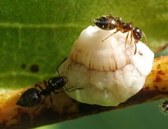 Crematogaster sordidula