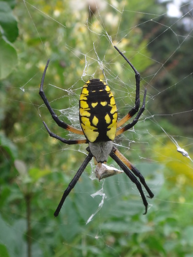 Yellow Garden Spider photo 6