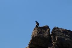 Corvus corax sinuatus