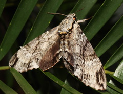 Psilogramma casuarinae