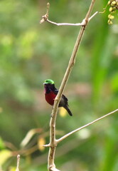 Leptocoma brasiliana