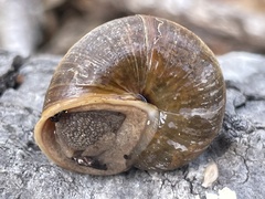 Helminthoglypta