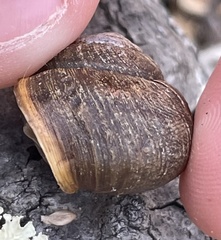 Helminthoglypta
