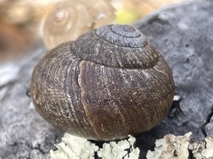 Helminthoglypta