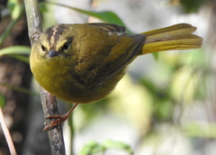 Myiothlypis bivittata